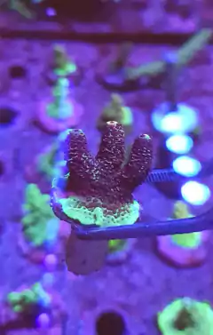 Acropora