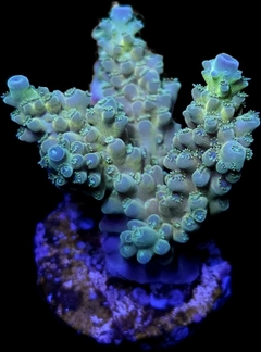 Acropora Frag