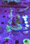 Acropora
