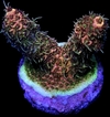 Acropora Millepora