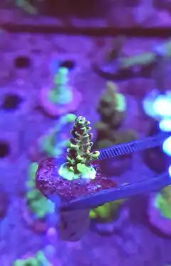 Acropora