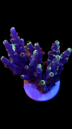 Acropora Red Dragon Yellow tip frag
