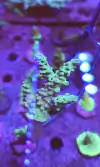 Acropora