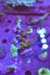Acropora
