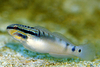 Amblygobius Stethophthalmus