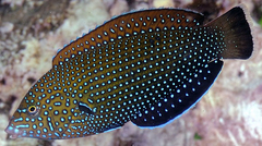 Anampses Caeruleopunctatus