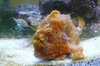 Antennarius Pictus