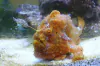 Antennarius Pictus