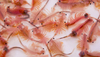 Artemia viva adulta