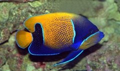 POMACANTHUS NAVARCHUS