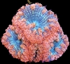 Blastomussa Welsii x cabeza