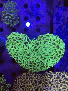 Euphyllia Ancora Ultra green