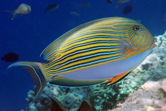 Acanthurus Lineatus