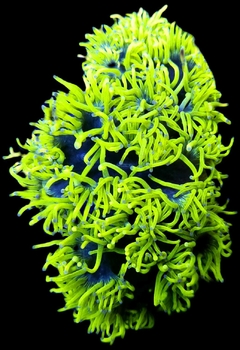 Catalaphyllia Jardinei