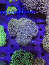 Euphyllia Ancora Ultra orange