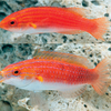 Cirrhilabrus Hygroxerus