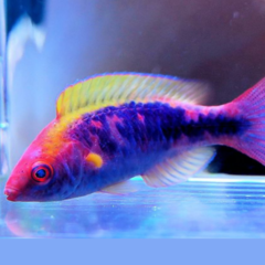 Cirrhilabrus Lubbocki
