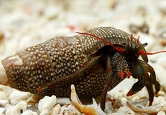 Clibanarius Digueti