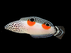 Coris Aygula