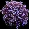 Euphyllia Cristata por cabeza