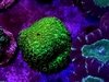 Cyphastrea