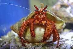 Dardanus Megistos
