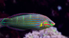 Halichoeres Melanurus Adulto