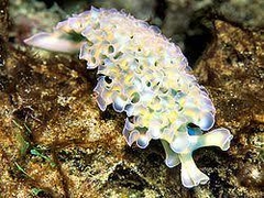Tridachia Crispata