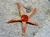 Fromia Monilis