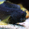 salarias ramosus