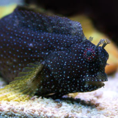 salarias ramosus