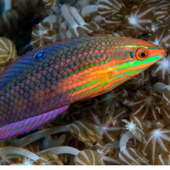 halichoeres biocellatus