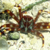 Percnon gibbesi