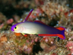 Nemateleotris Decora
