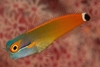 Ecsenius Stigmatura
