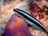 Elacatinus oceanops