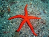 linckia roja