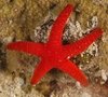 Fromia Indica