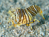 Gnathophyllum Americanum