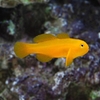 Gobiodon Okinawae