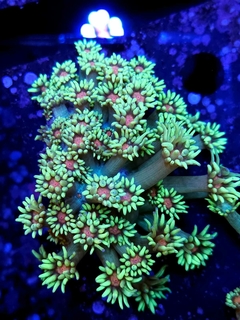 Goniopora Lobata Ultra Frag