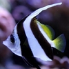 Heniochus Acuminatus