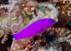 Pseudochromis Porphyreus