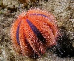 Mespilia globulus - comprar online