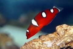 Coris Formosa