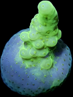 Acropora frag