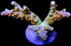 Acropora Divaricata
