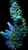 Acropora Horrida
