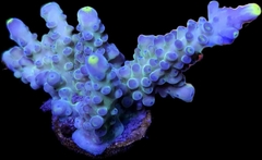 Acropora yellow tips