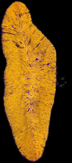 Herpolitha Limax